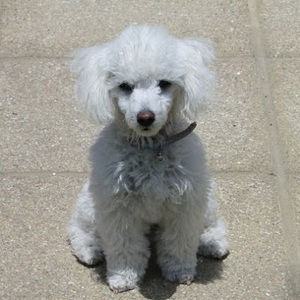 Meet your Posher, Laura